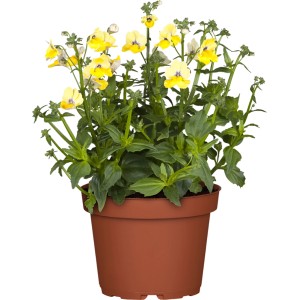 Gelber Elfenspiegel (Nemesia) im Topf, eine farbenfrohe Hängepflanze von GROW by OBI.