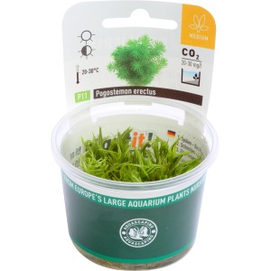 Dennerle Aquariumpflanze Pogostemon Erectus In-Vitro im Topf, grüne Stängelpflanze für Aquarien.