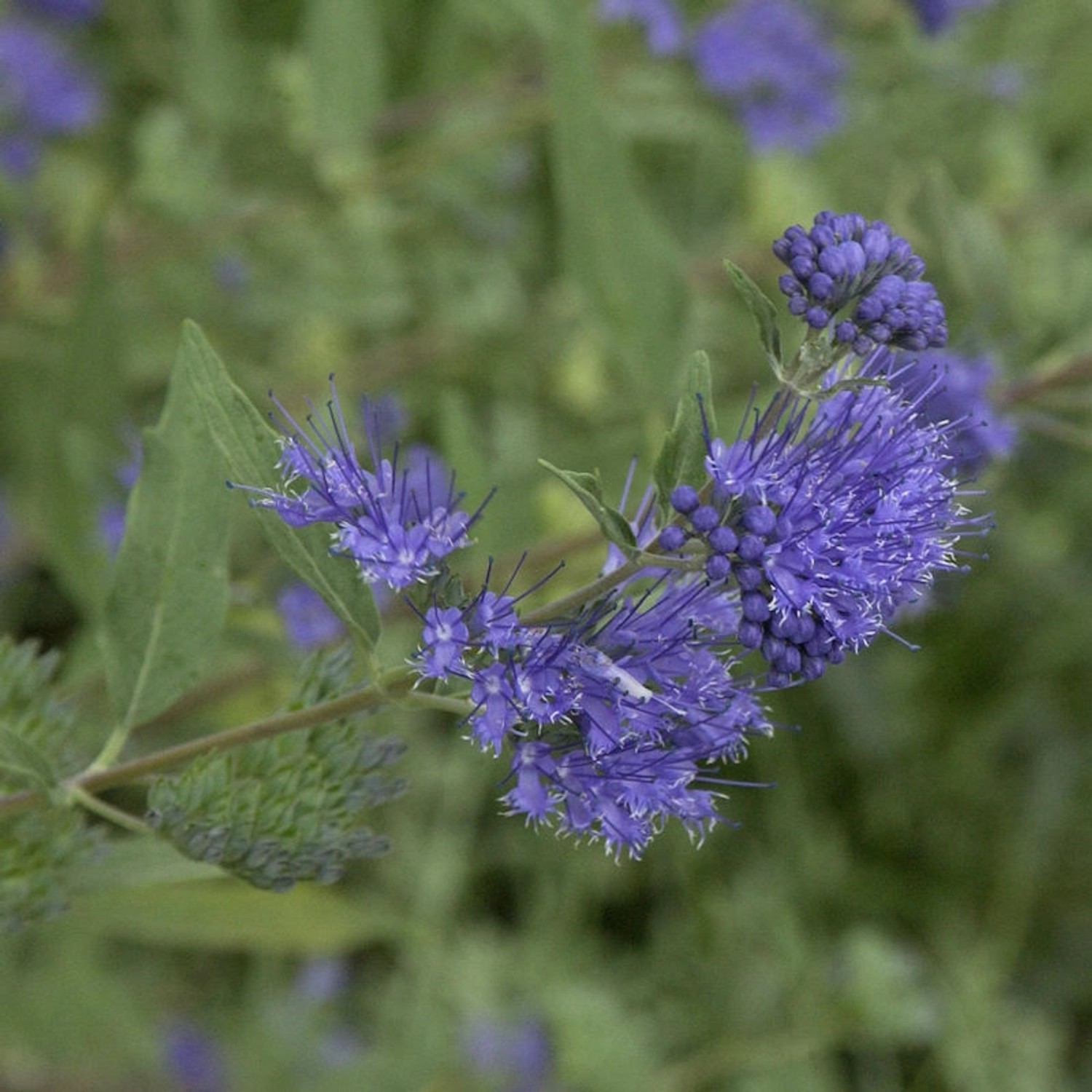 Bartblume Beyond Midnight 40-60cm - Caryopteris clandonensis günstig online kaufen