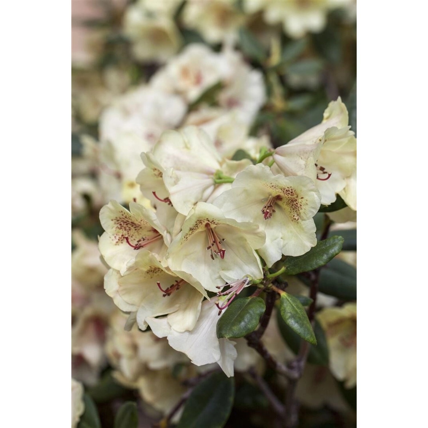 Rhododendron Hybr. Viscy Immergrün Rosa Blüten 80–90 cm günstig online kaufen