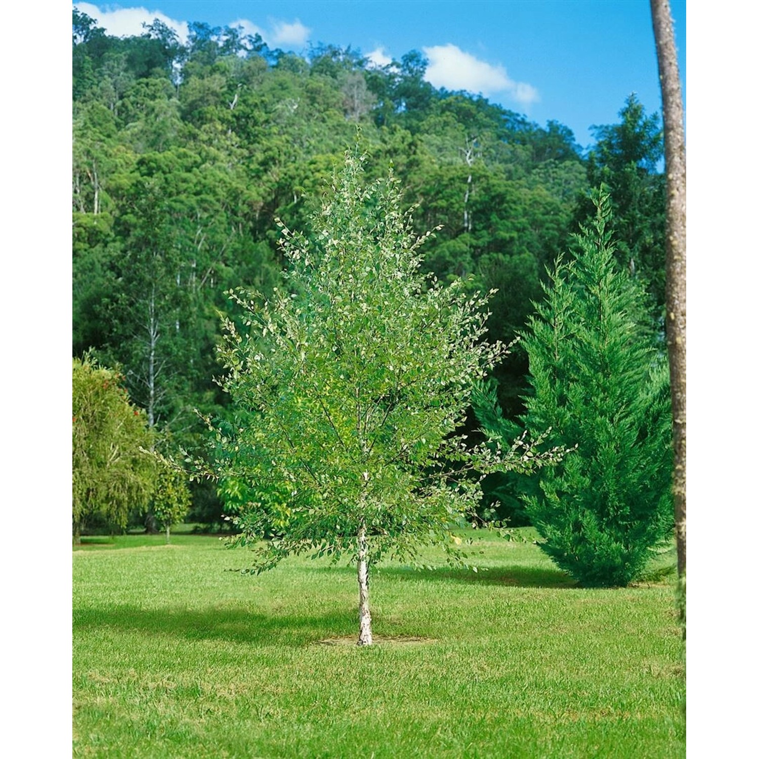 Betula Nigra Schwarze Birke 100–125 cm günstig online kaufen