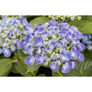 Nahaufnahme der blau-violetten Blüten der Bauernhortensie 'Hovaria® Hopcorn'.