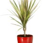 Scheurich Übertopf 920, Ø 19 cm, Energy Red. Keramik-Blumentopf für Innenräume.