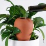 Naturfarbener Keramik Bewässerungskegel wird in Topfpflanze mit Wasser befüllt. Ideal für automatische Pflanzenbewässerung.