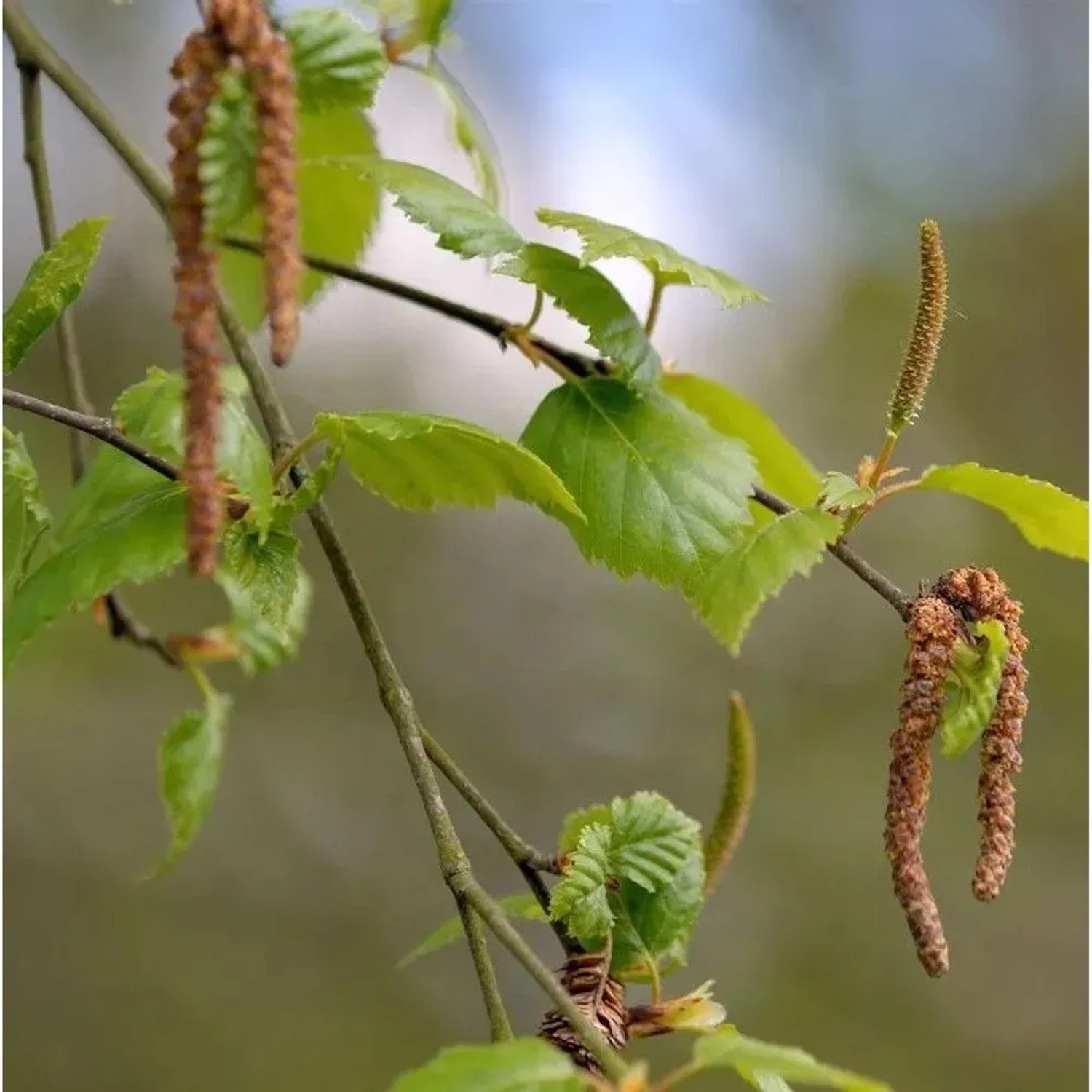 Hochstamm Birke Globus 80-100cm - Betula pendula