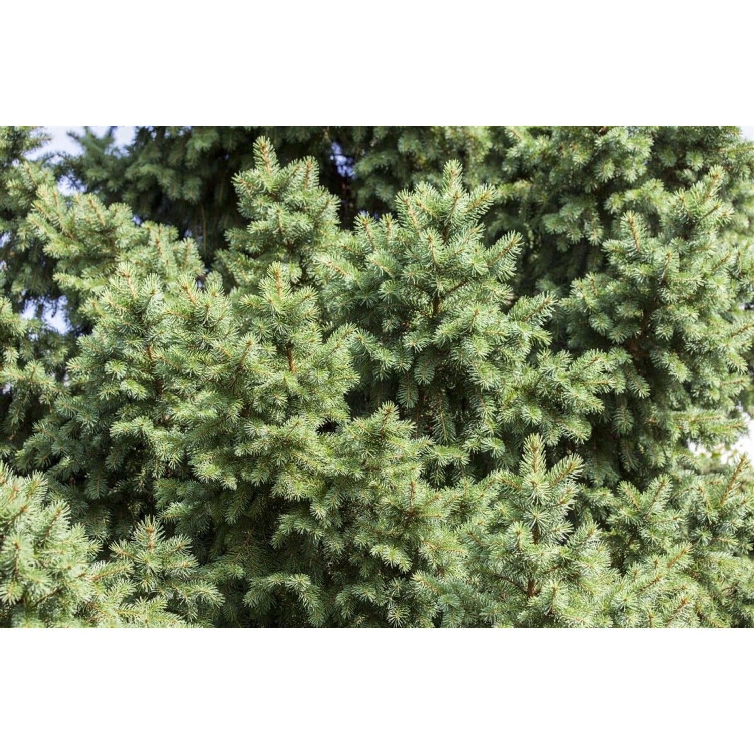 Picea Abies Gemeine Fichte 40–60 cm günstig online kaufen