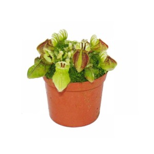 Fleischfressende Pflanze Zwergkrug Cephalotus im 9cm Topf.