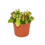 Fleischfressende Pflanze Zwergkrug Cephalotus im 9cm Topf.