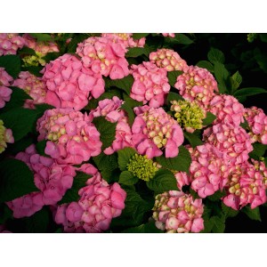 Rosa Ballhortensie Endless Summer im 5 l Topf, ca. 50 cm hoch.