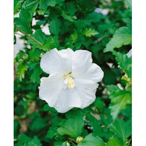Nahaufnahme einer weißen Blüte des Hibiscus Syriacus Garten-Eibisch Eleonore, umgeben von grünen Blättern.