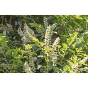 Blühender Portugiesischer Kirschlorbeer Angustifolia mit weißen Blütenrispen und grünen Blättern.
