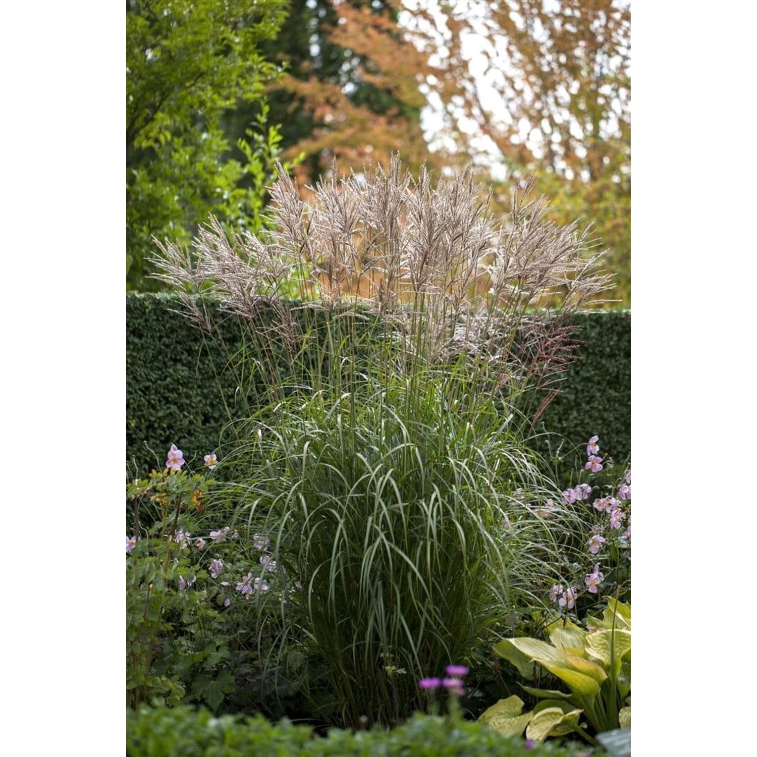 Miscanthus Sinensis China Chinaschilf Ca. 11x11 cm Topf günstig online kaufen