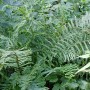 Grüner Wurmfarn Dryopteris Filix-Mas Linear.Polydactylon im 9x9 cm Topf.