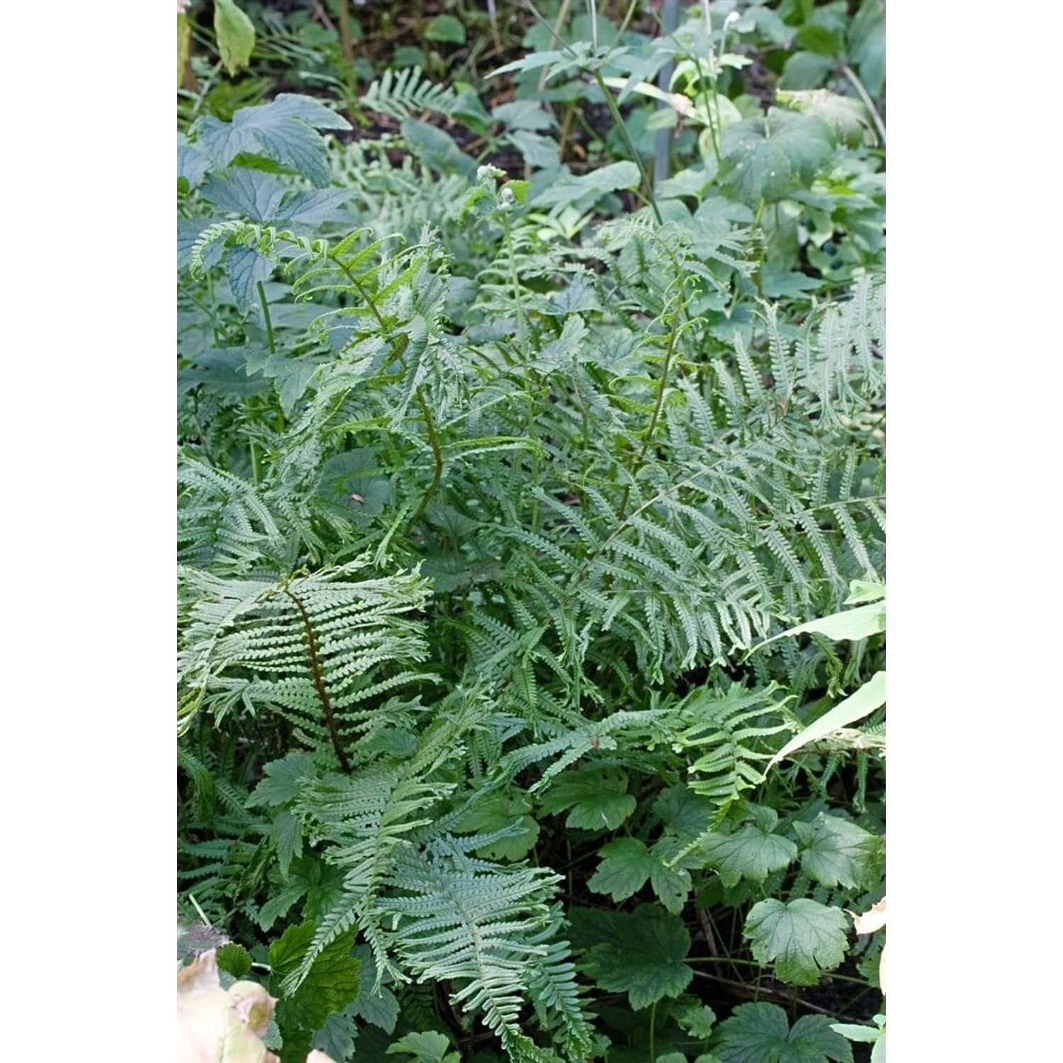 Dryopteris Filix-Mas Linear.Polydactylon Wurmfarn Ca. 9x9 cm Topf günstig online kaufen