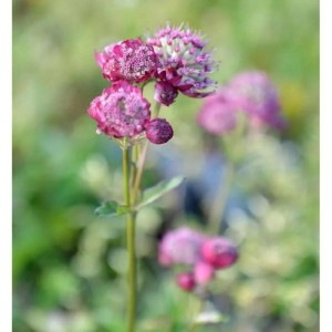 Nahaufnahme der Sterndolde 'Ruby Cloud' (Astrantia major) mit purpurroten Blüten.