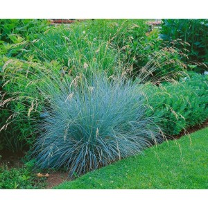 Blaustrahlhafer (Helictotrichon sempervirens) im 9x9 cm Topf, Ziergras mit blauen Blättern und silbernen Blüten.