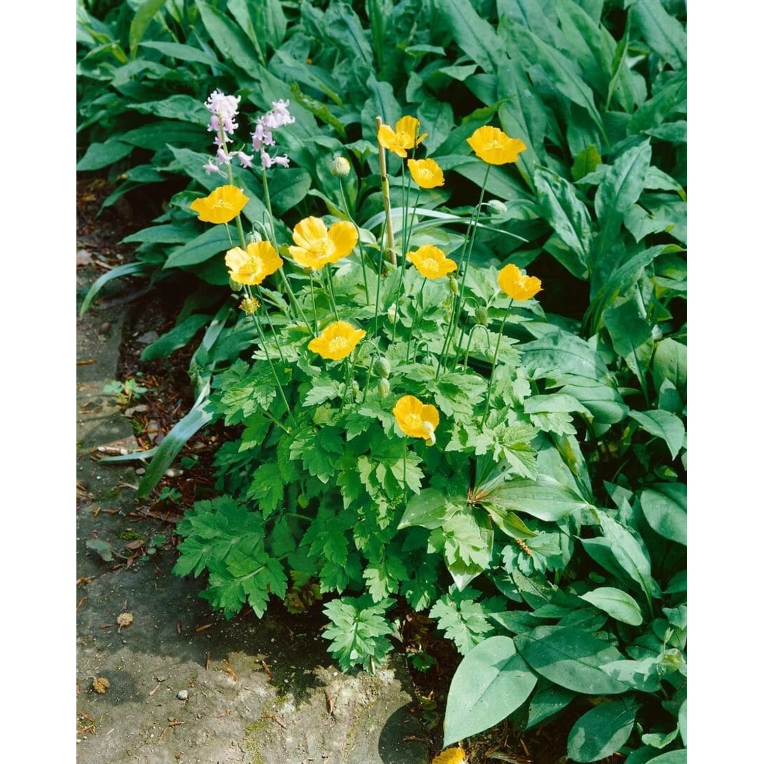 Papaver Alpinum Ssp.alpinum Alpenmohn Ca. 9x9 cm Topf günstig online kaufen