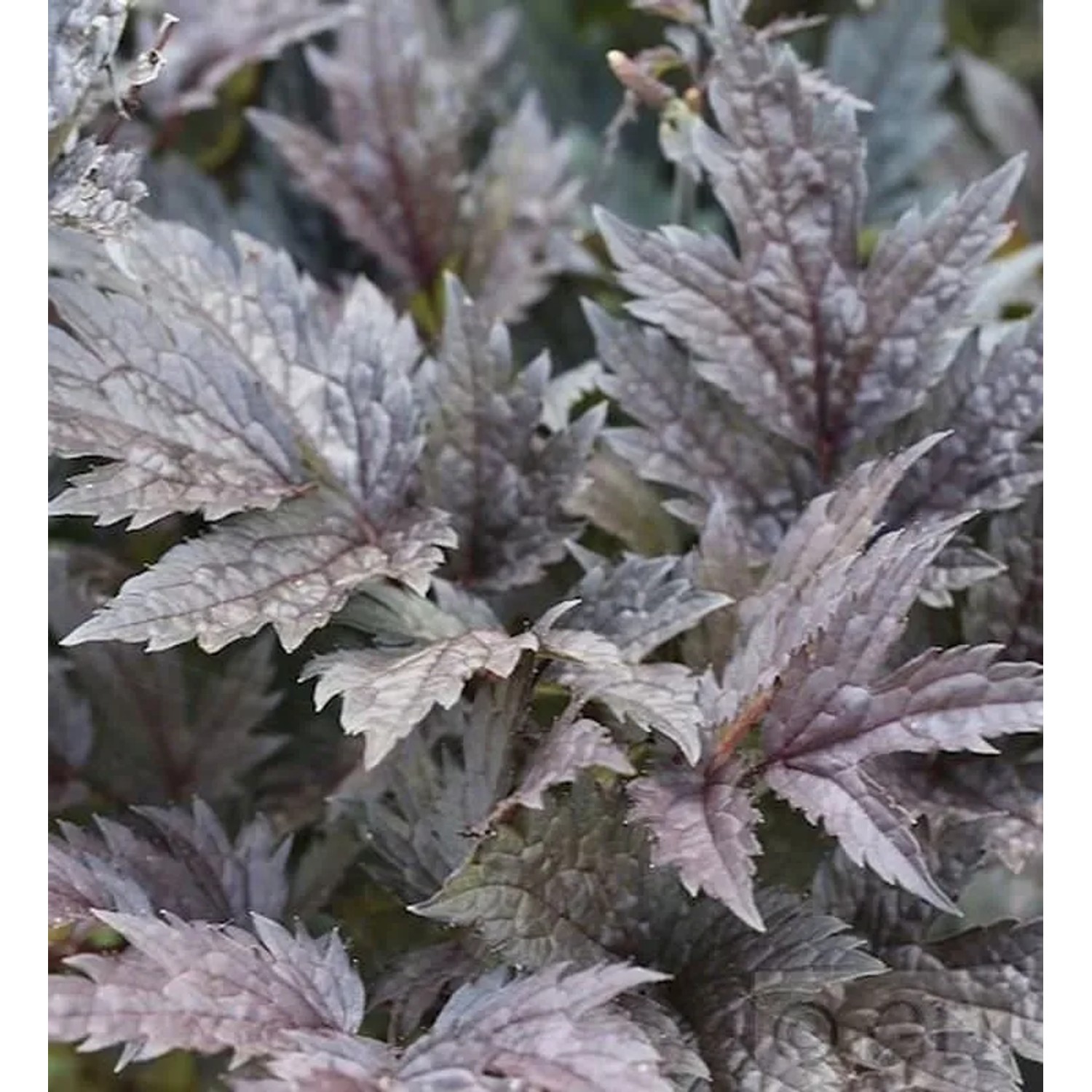 Traubensilberkerze Black Negligee - Cimicifuga ramosa