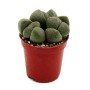 Exotenherz Pleiospilos Nelii (Lebender Stein) im roten Topf, Nahaufnahme.