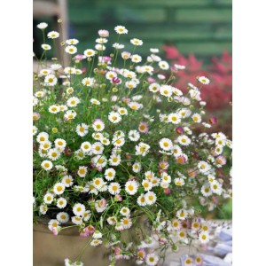 Spanisches Gänseblümchen 'Blütenmeer' im Topf, weiße und rosa Blüten der Staude.