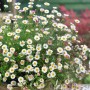 Spanisches Gänseblümchen 'Blütenmeer' im Topf, weiße und rosa Blüten der Staude.