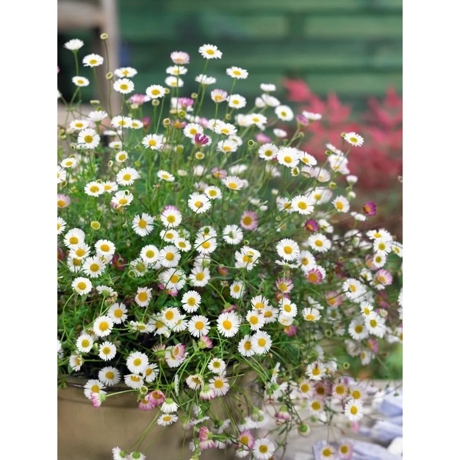Spanisches Gänseblümchen 'Blütenmeer' im Topf, weiße und rosa Blüten der Staude.