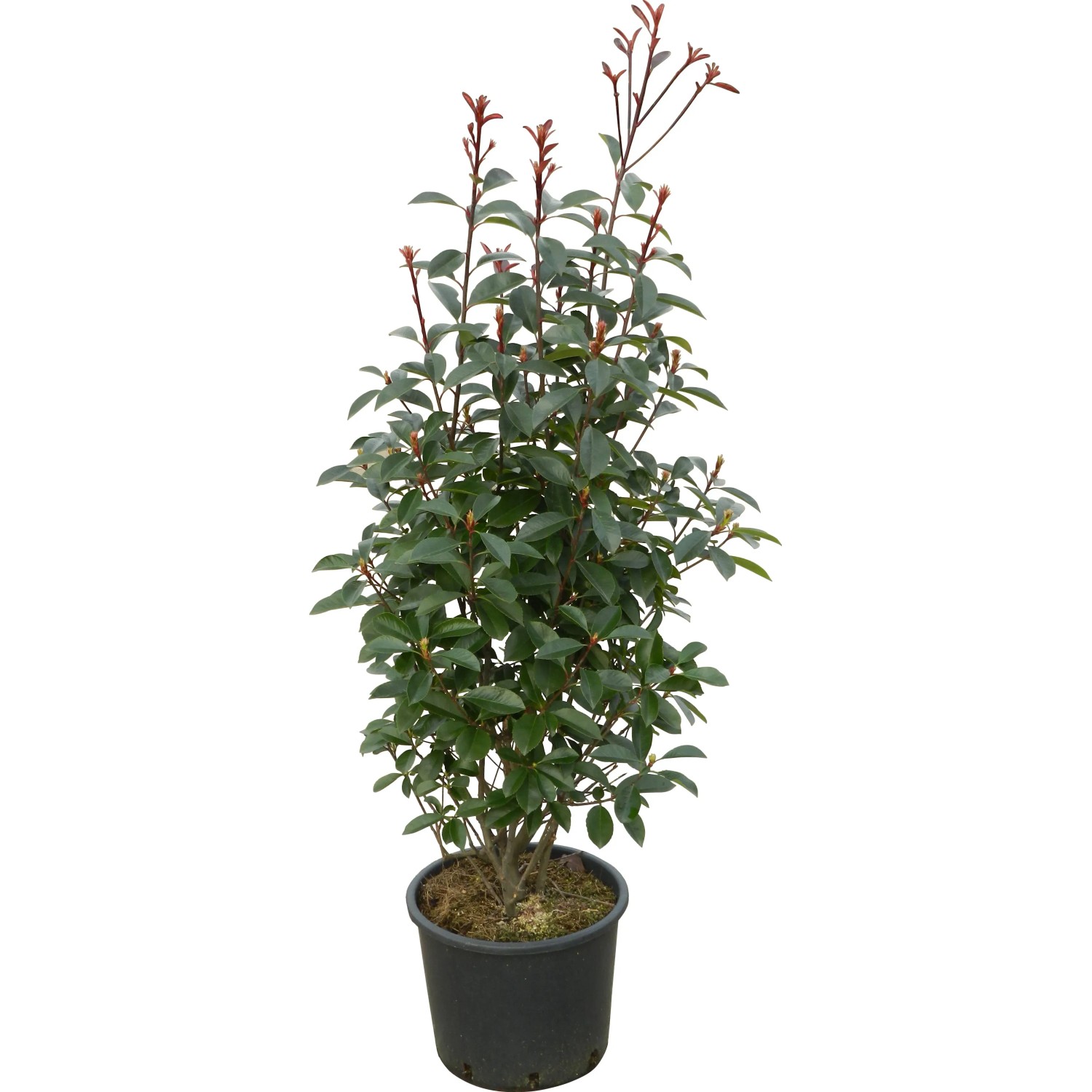 fagus sylvatica purple fountain Purple Fountain Weeping Beech – Plant Detectives main image 1