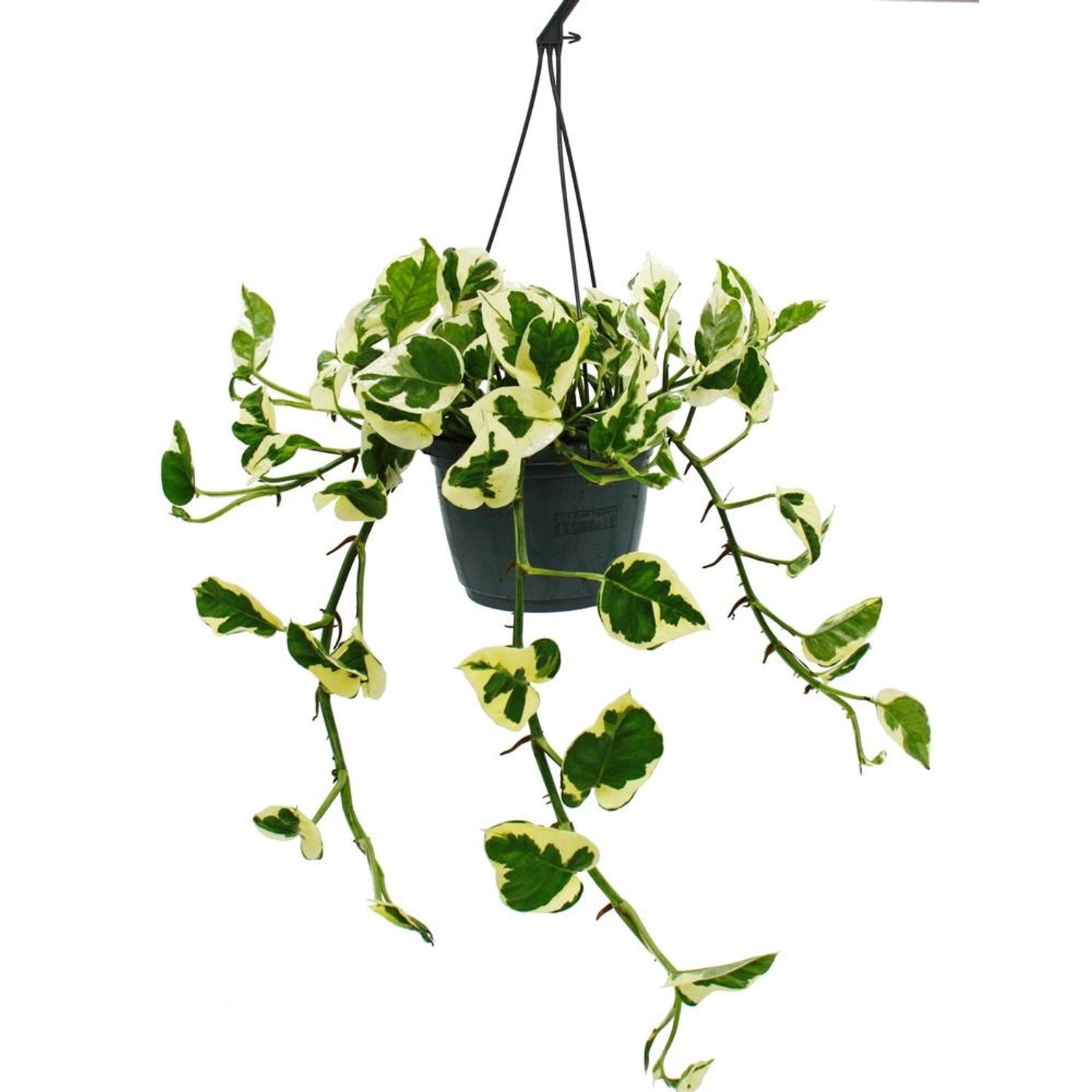 Exotenherz Epipremnum Aureum NJoy Efeutute Kleinblättrig und Weissbunt 15cm günstig online kaufen