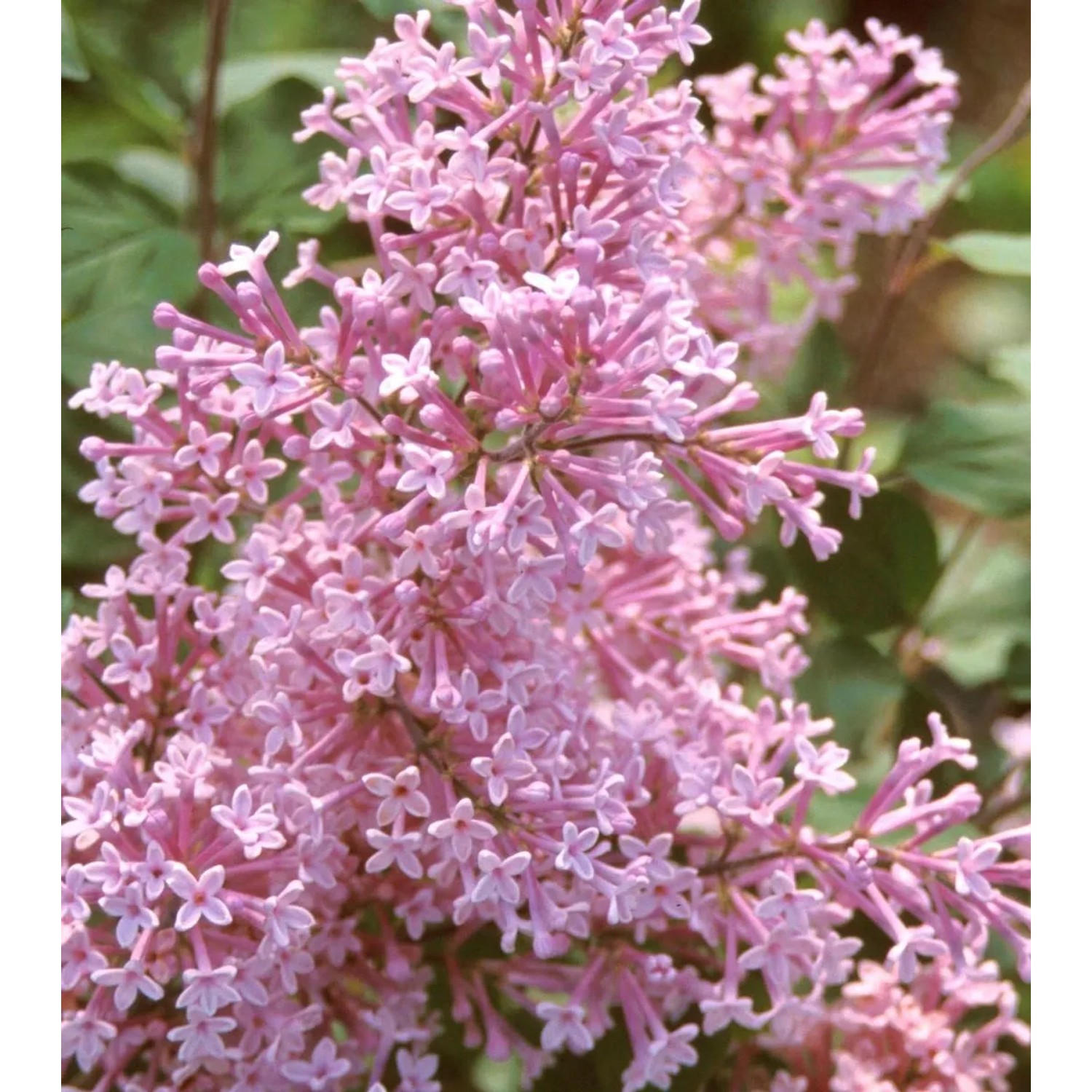 Zwergflieder 'Josée' Syringa 40 bis 60 cm im Container Nachblühend