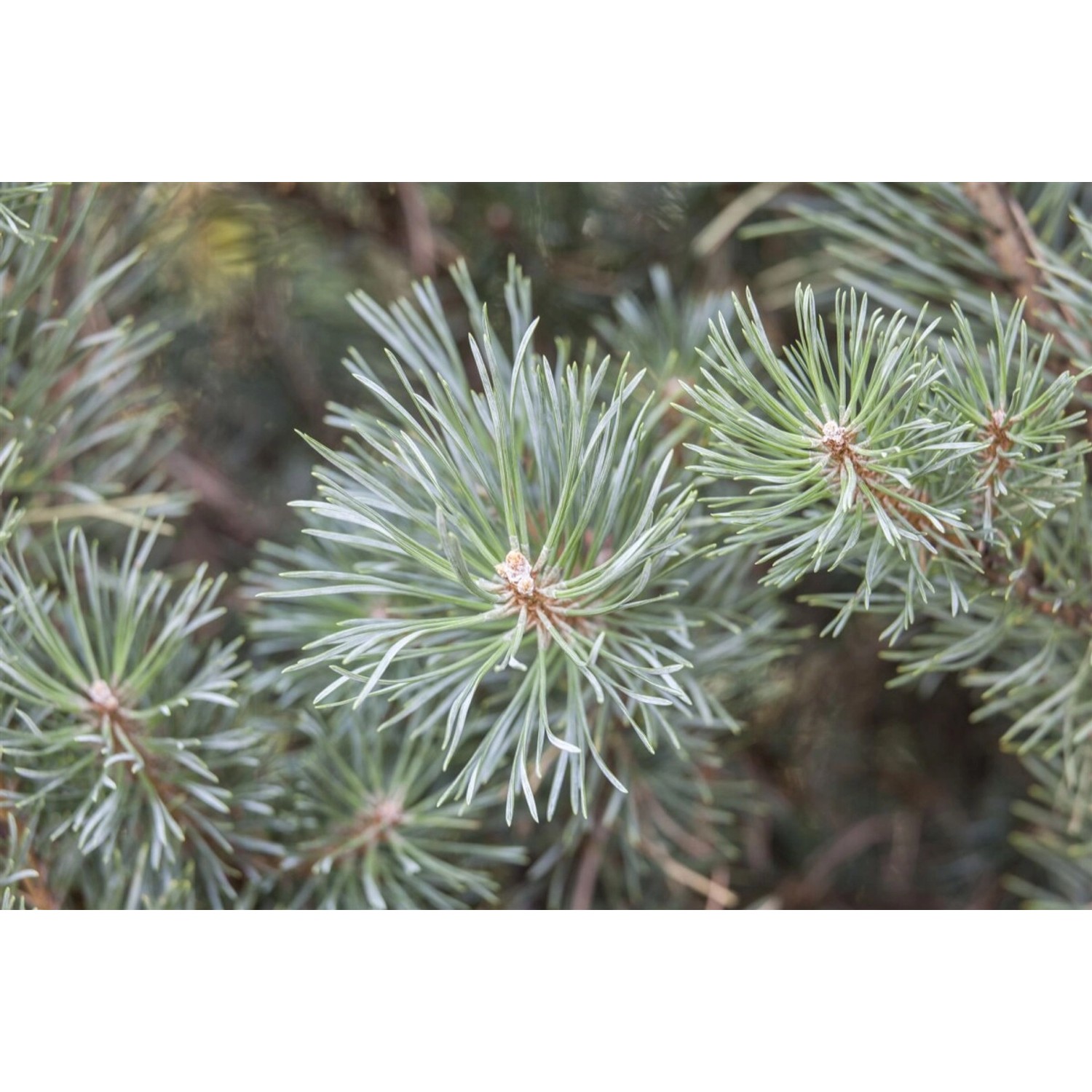 Pinus Sylvestris Chantry Blue Kiefer Blaugrün 20–25 cm günstig online kaufen