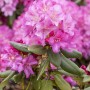 Rosa Rhododendron Yakushimanum Blurettia mit üppigen Blüten und grünen Blättern.