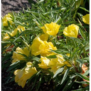 Gelbe Missouri Nachtkerze African Sun (Oenothera macrocarpa) im Gartenbeet.