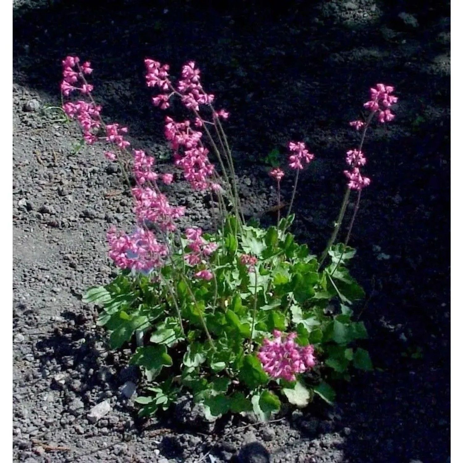 Purpurglöckchen - Heuchera sanguinea