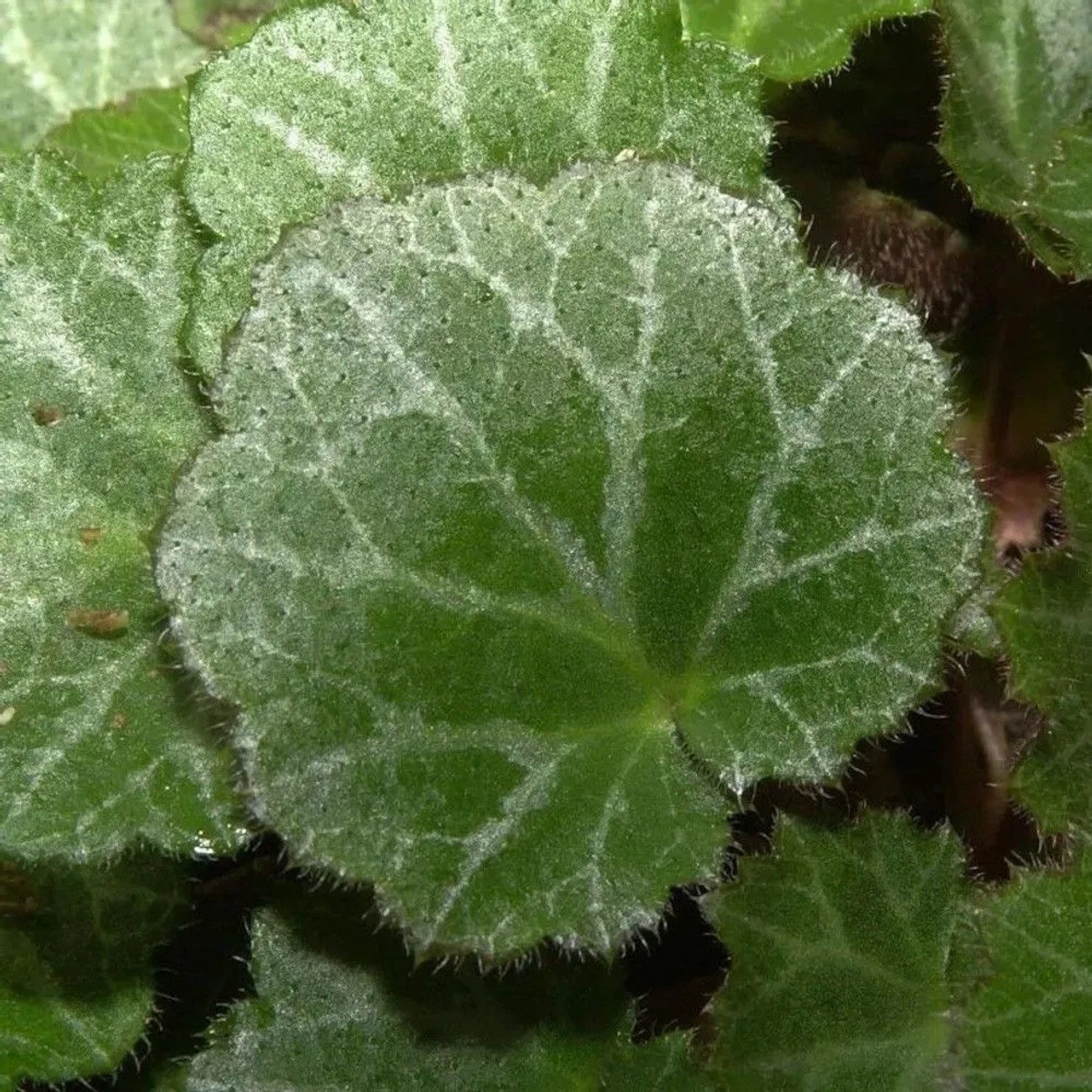 Judenbart - Saxifraga stolonifera