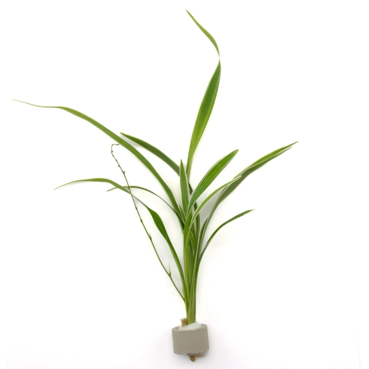 Bichetii-Grünlilie Höhe ca. 15-40 cm Topf-Ø ca. 3,4 cm Chlorophytum,axum