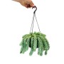 Hängende Exotenherz Sukkulente Sedum Morganianum 'Burrito' im 14cm Ampeltopf.