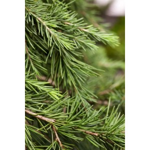 Detailaufnahme der blaugrünen Nadeln einer Cedrus Deodara Feelin Blue Himalaya-Zeder.