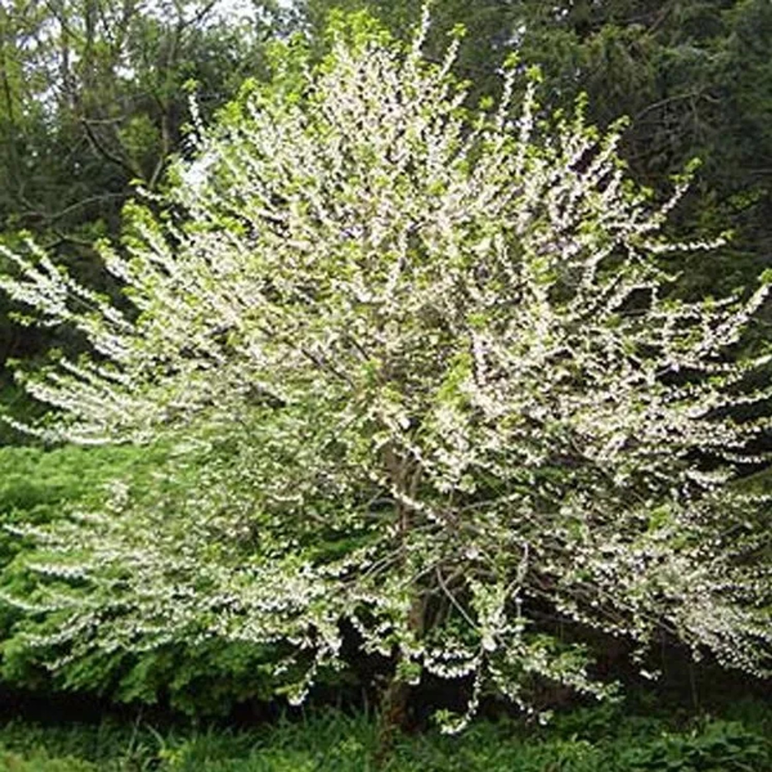 Schneeglöckchenbaum Halesia carolina 30 bis 40 cm im Container Weiße Blüten