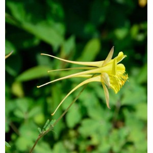 Gelbe Zwergakelei (Aquilegia flabellata) der Sorte Spring Magic im Detail.