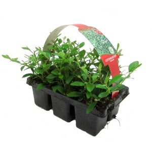 6er Pack Teppichmispel im Topf, ideal als Bodendecker für den Garten.