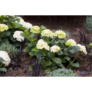 Strahlend weiße Bauernhortensie 'Endless Summer The Bride' im Gartenbeet, 30-40 cm hoch.