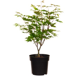 Fächerahorn 'Osakazuki' im Topf, ca. 40cm hoch, mit grünen Blättern. Ideal für Garten und Terrasse.