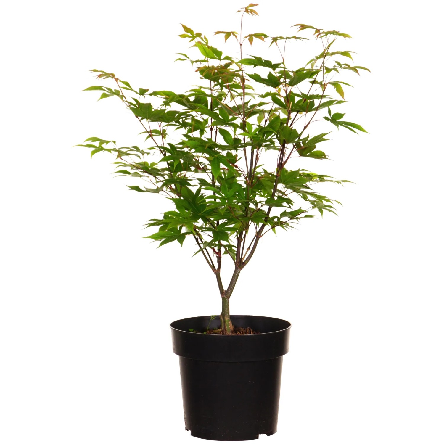 Fächerahorn "Ôsakazuki" Höhe ca. 40 cm Topf ca. 4,5 l Acer palmatum
