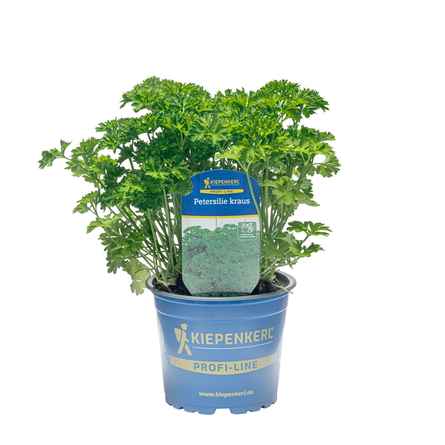 Kiepenkerl Petersilie kraus Grandeur Topf-Ø ca. 12 cm