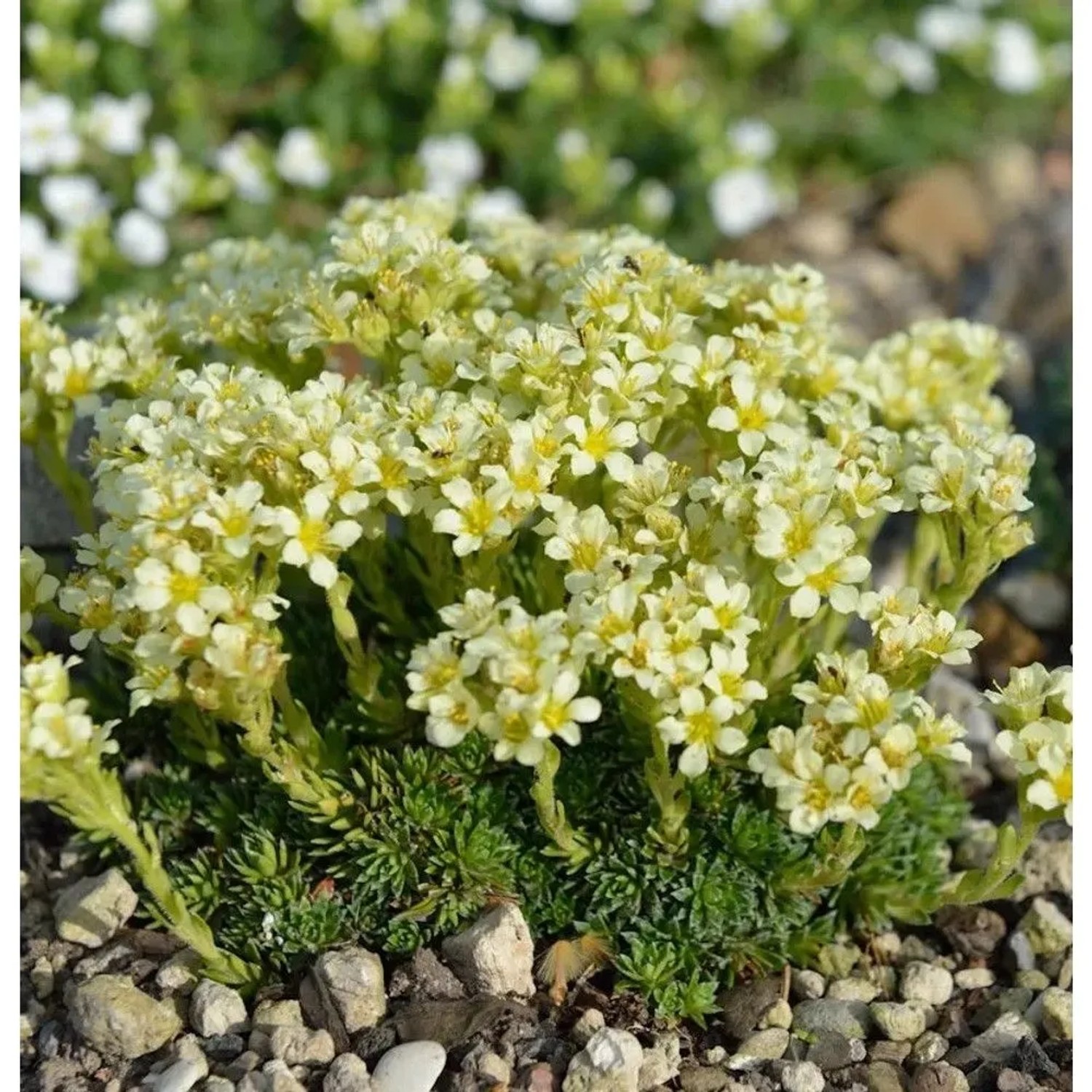 Moos Steinbrech - Saxifraga apiculata