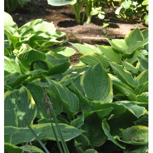 Goldrandfunkie Hosta fortunei mit grün-gelben Blättern im Gartenbeet.