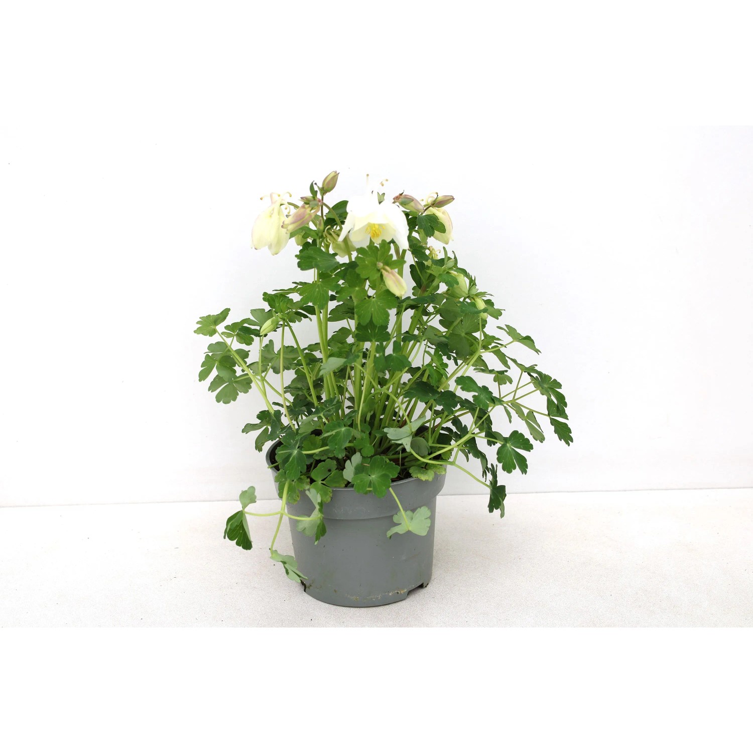 GROW by OBI Akelei Aquilegia cae.