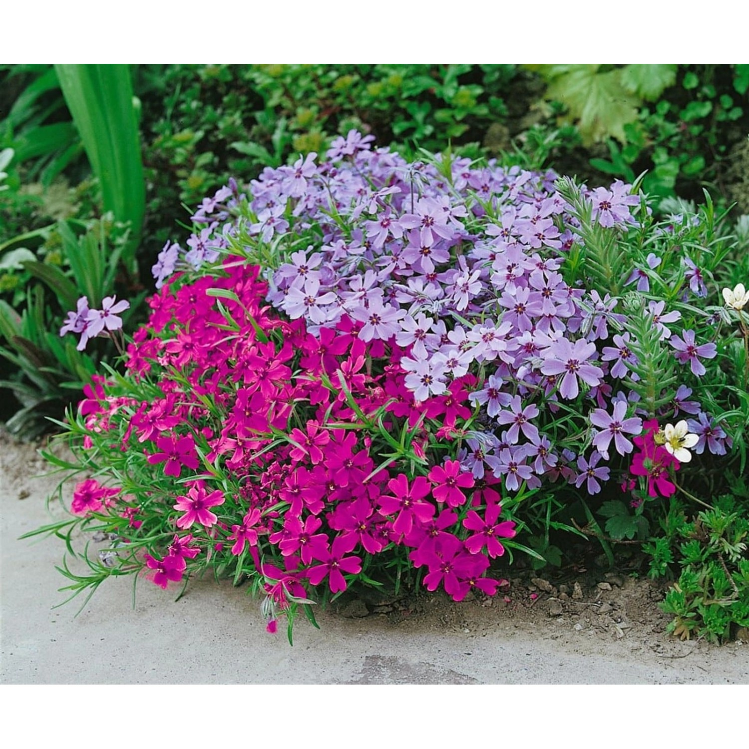 Phlox Subulata Atropurpurea Teppichphlox Purpurrot Ca. 9x9 cm Topf günstig online kaufen