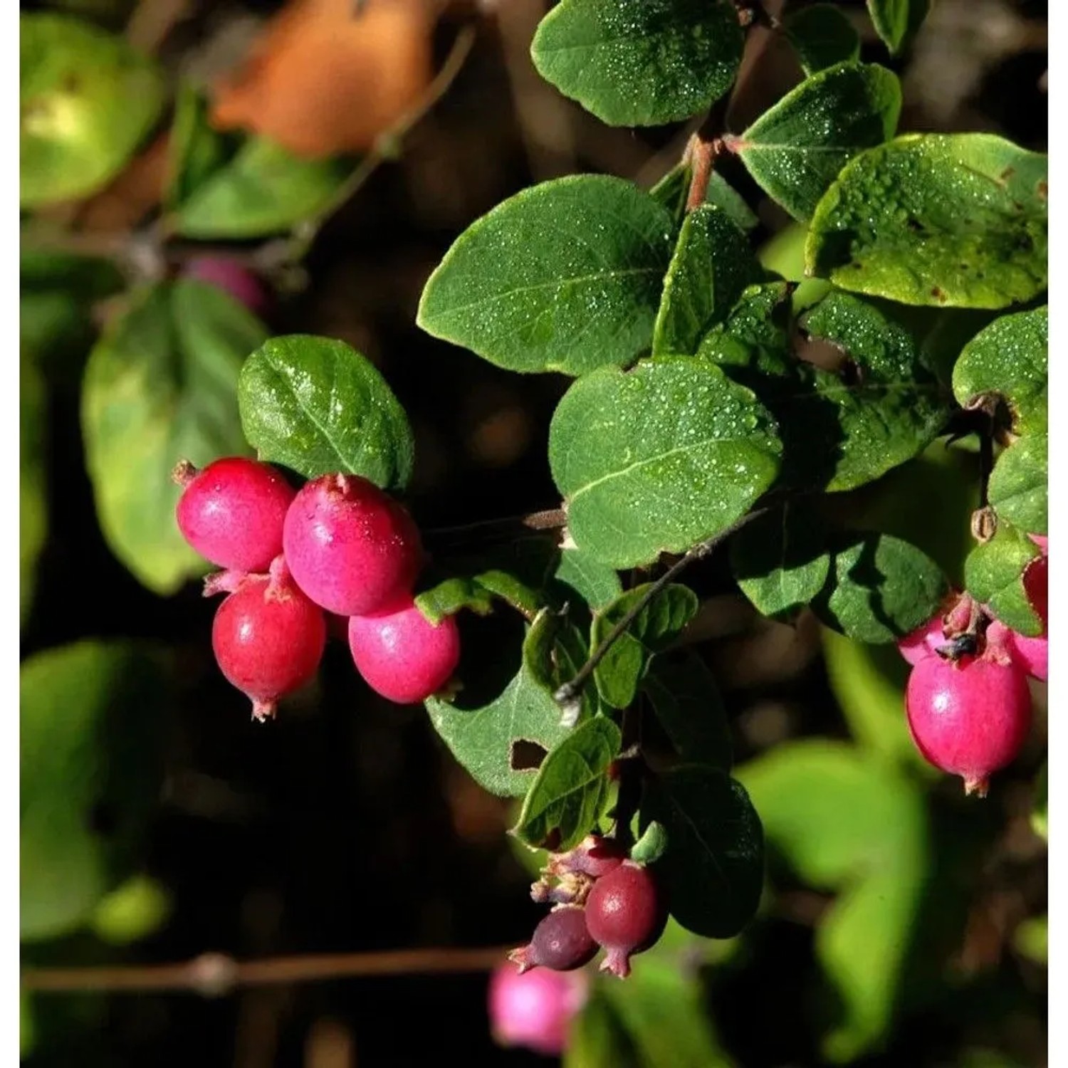Hochstamm Schneebeere Symphony Rumble 80-100cm - Symphoricarpos