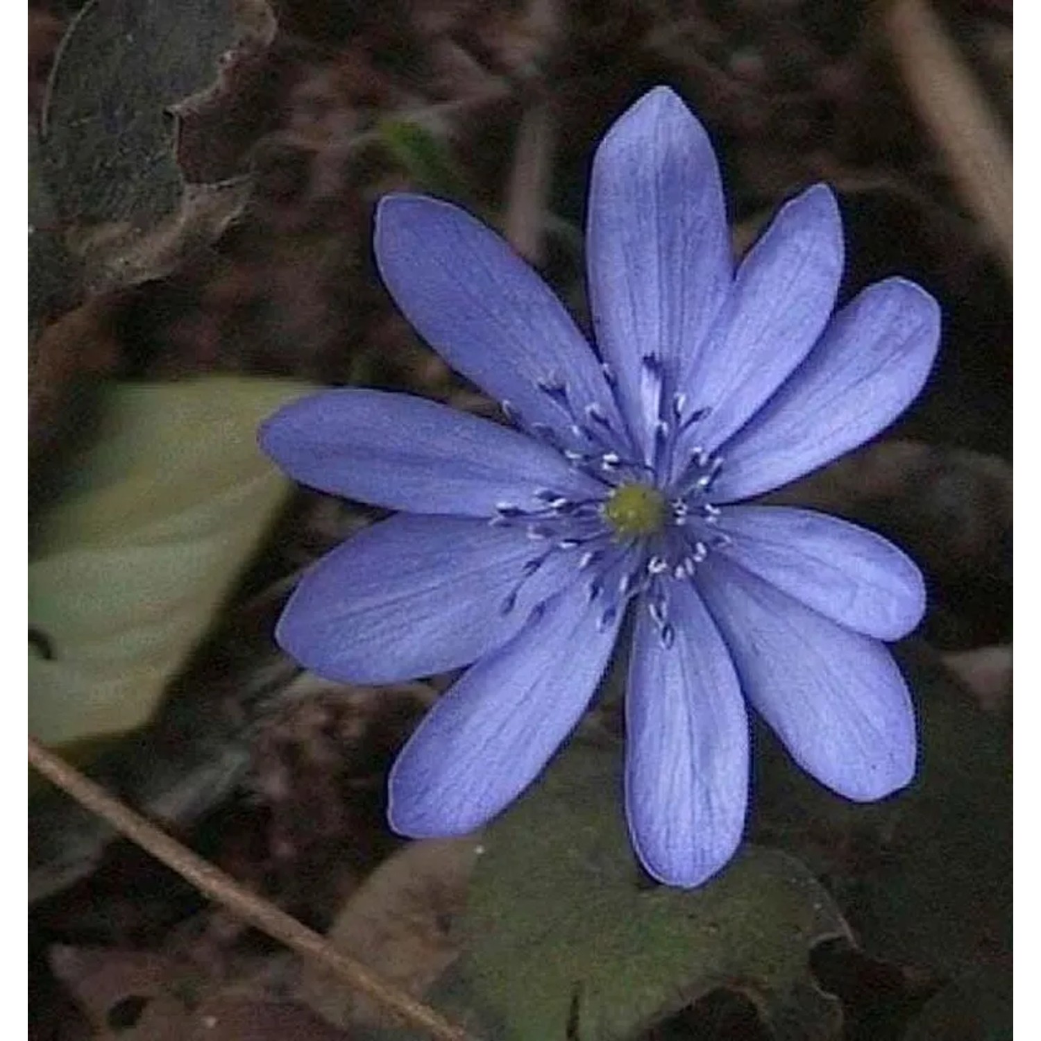 Siebenbürger Leberblümchen Blue Eyes - Hepatica transsylvanica